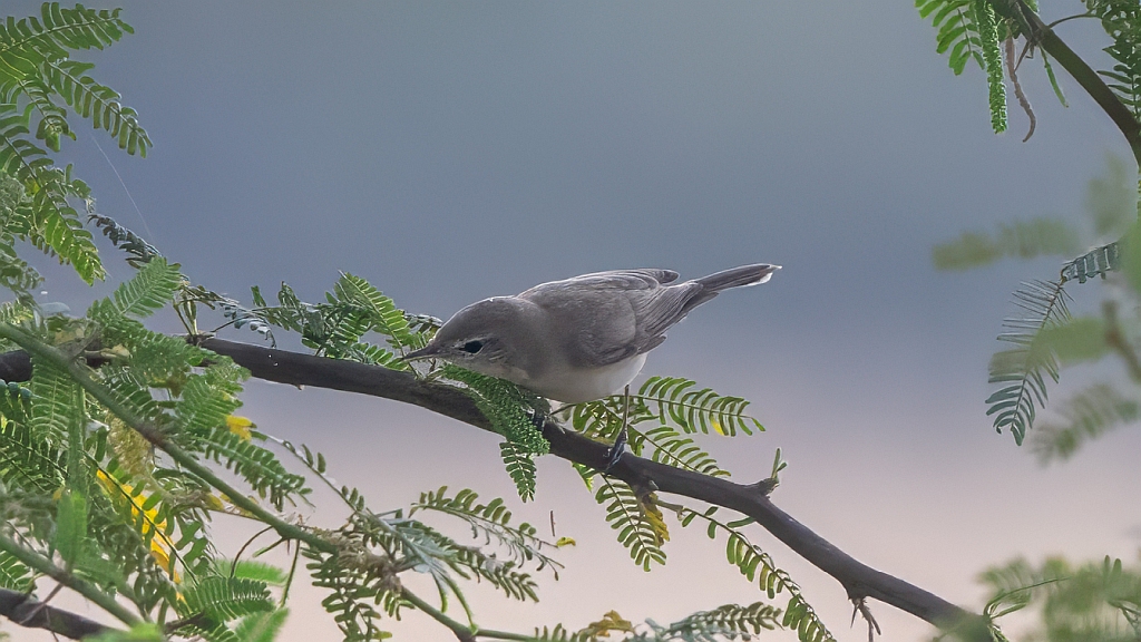 Booted Warbler